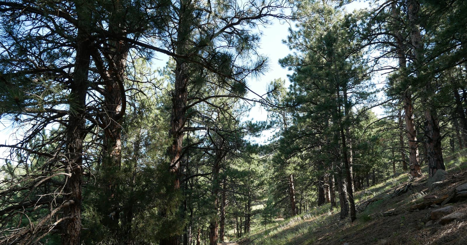 Bald Mountain (Pines to Peaks Loop) — Short summit loop with 360° Continental Divide views