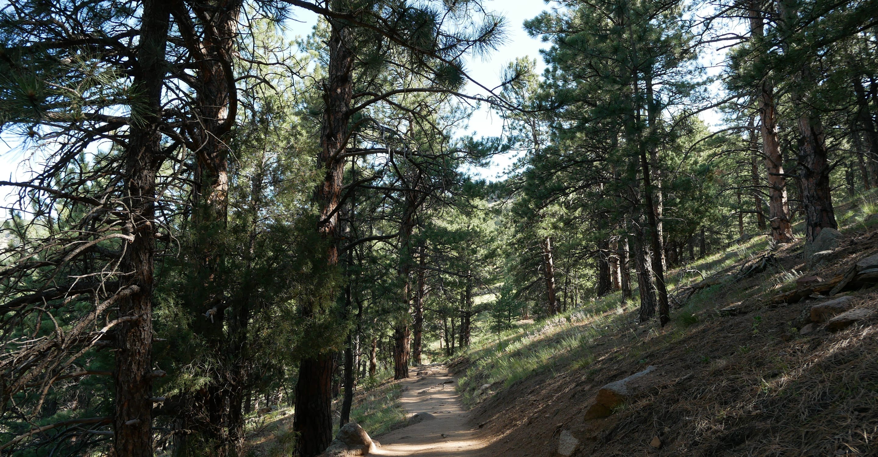 Bald Mountain (Pines to Peaks Loop) — Short summit loop with 360° Continental Divide views