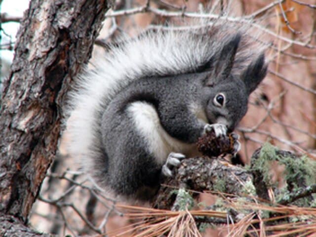 Abert's squirrel — public-domain reference photo