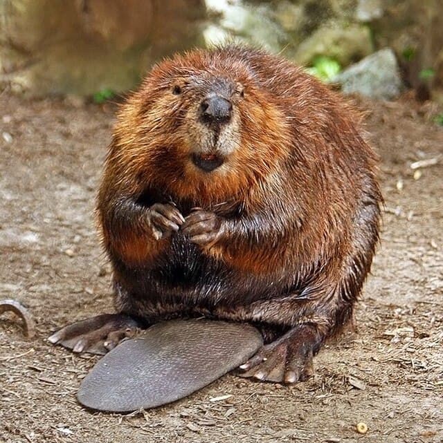 American beaver — public-domain reference photo