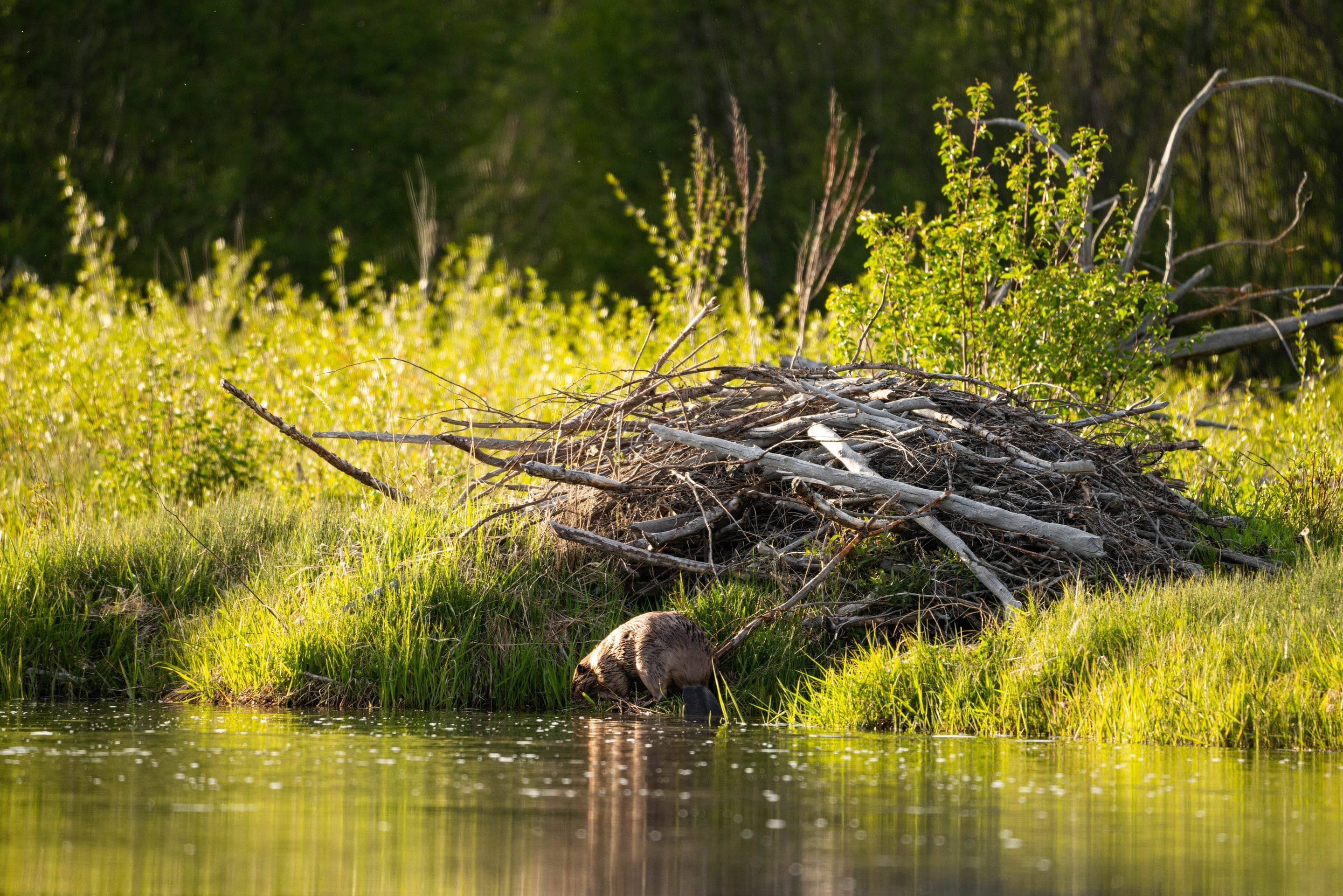 American beaver