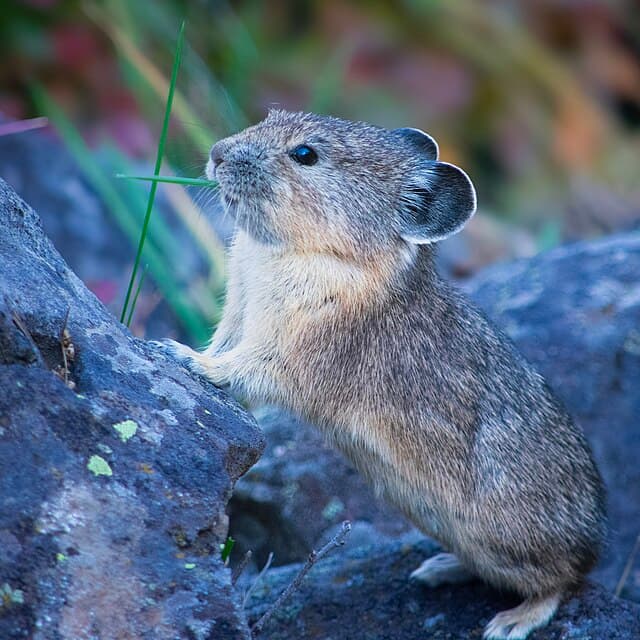 American pika — public-domain reference photo