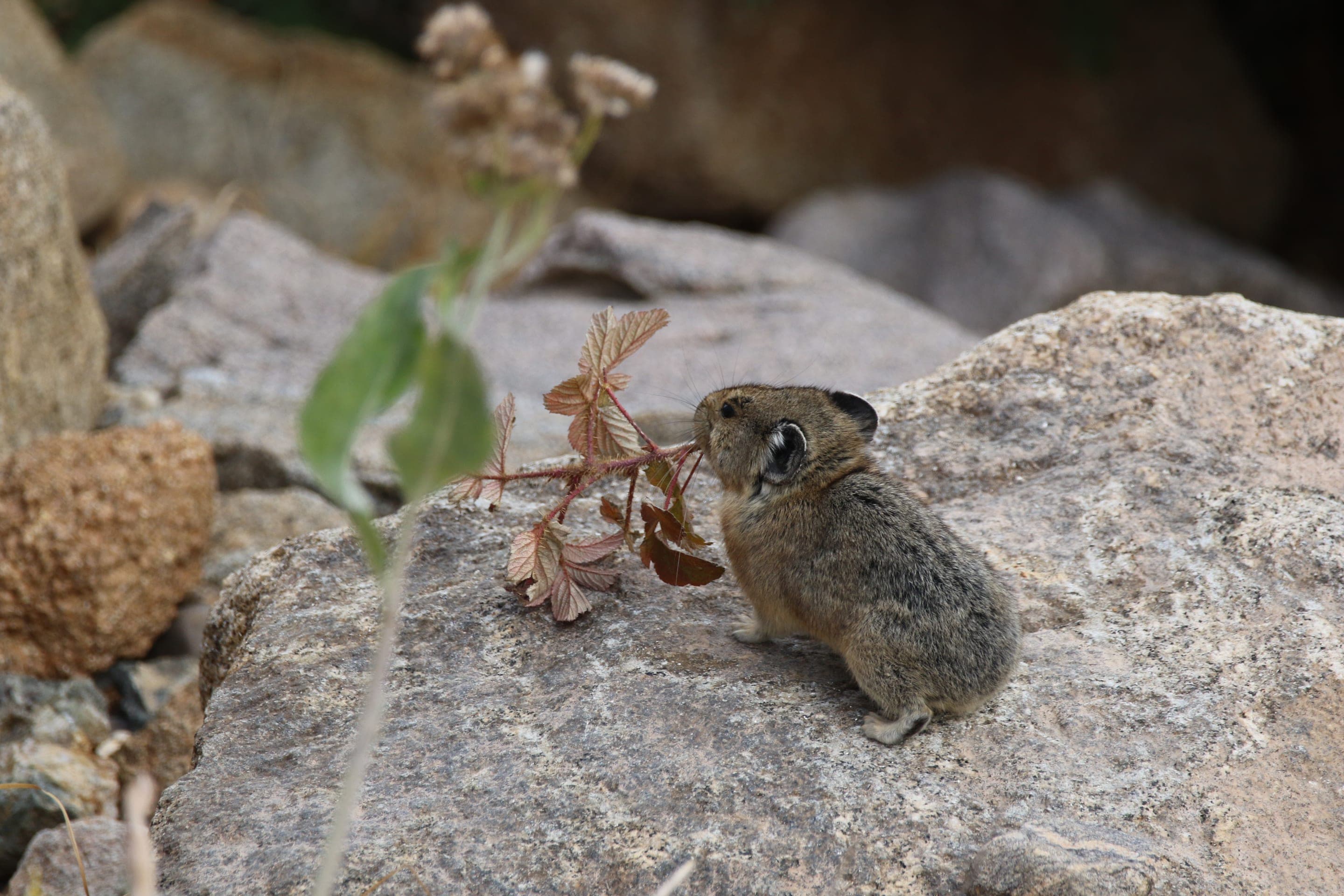 American pika