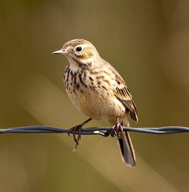 American pipit — public-domain reference photo