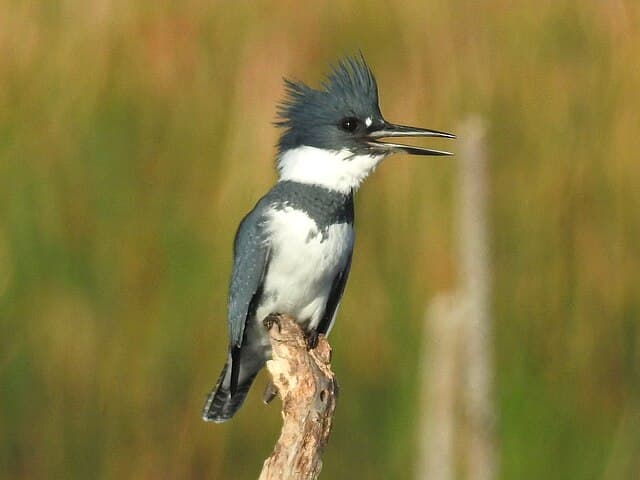 Belted kingfisher — public-domain reference photo