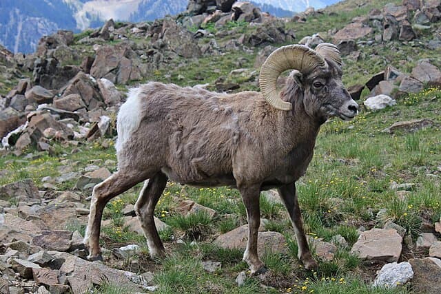 Bighorn sheep — public-domain reference photo