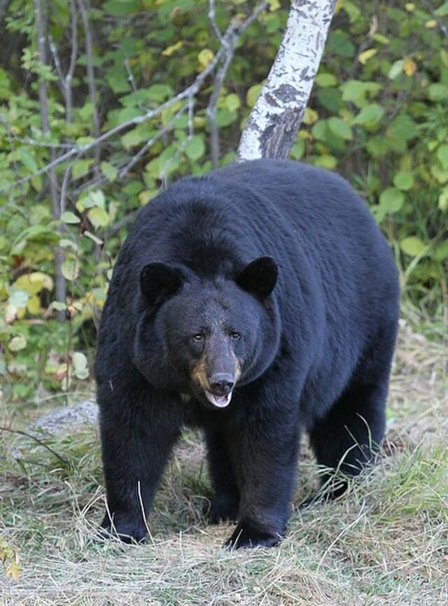 Black bear — public-domain reference photo
