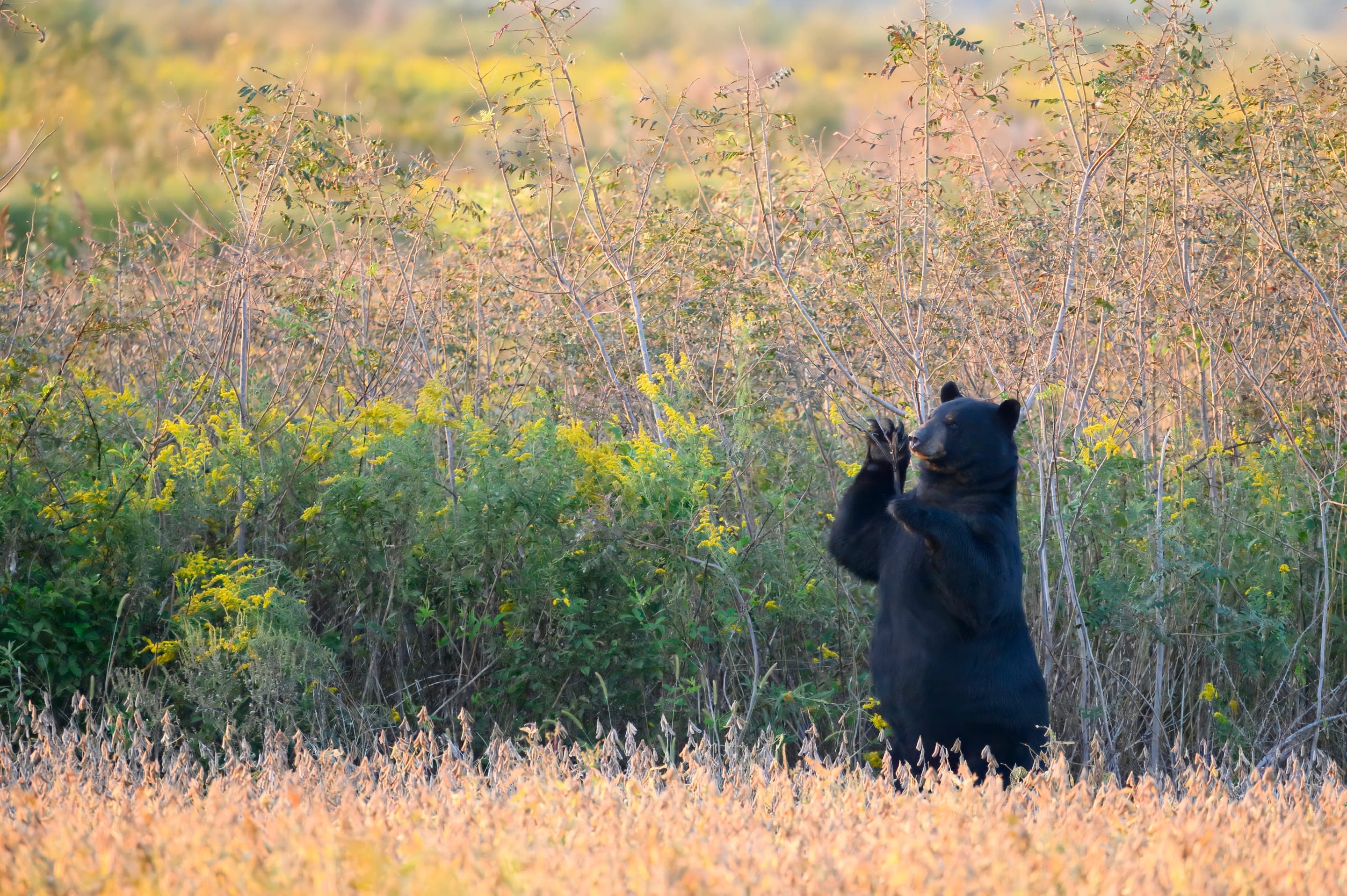 Black bear
