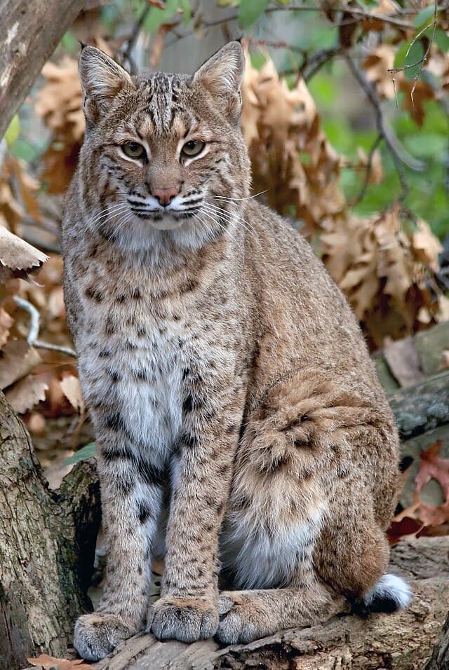 Bobcat — public-domain reference photo
