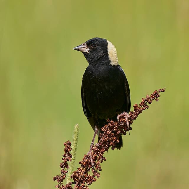 Bobolink — public-domain reference photo