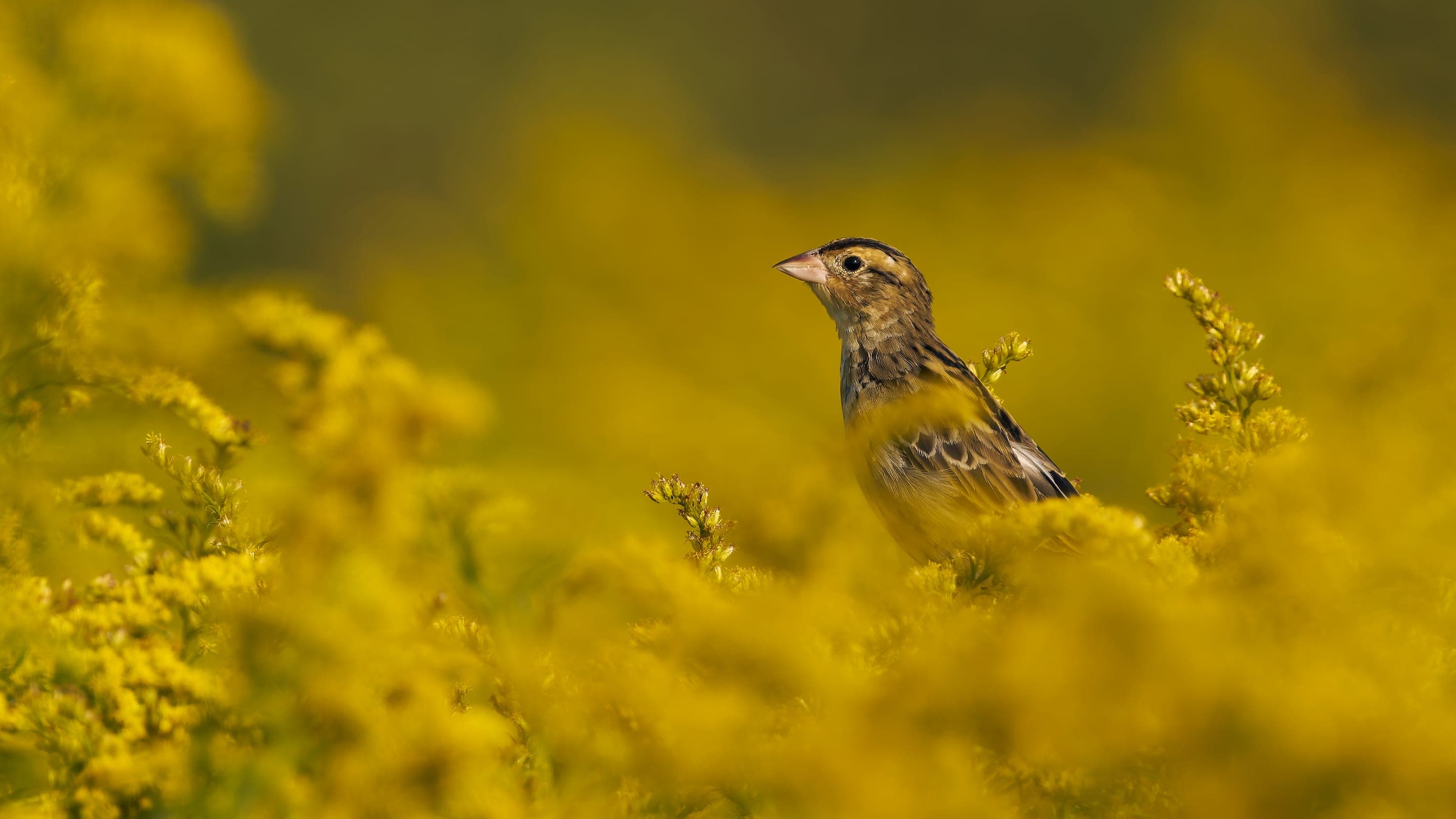 Bobolink