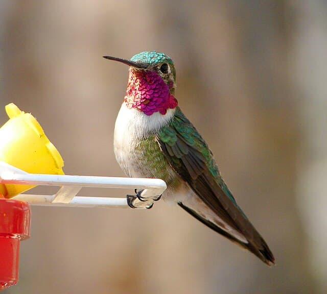 Broad-tailed hummingbird — public-domain reference photo