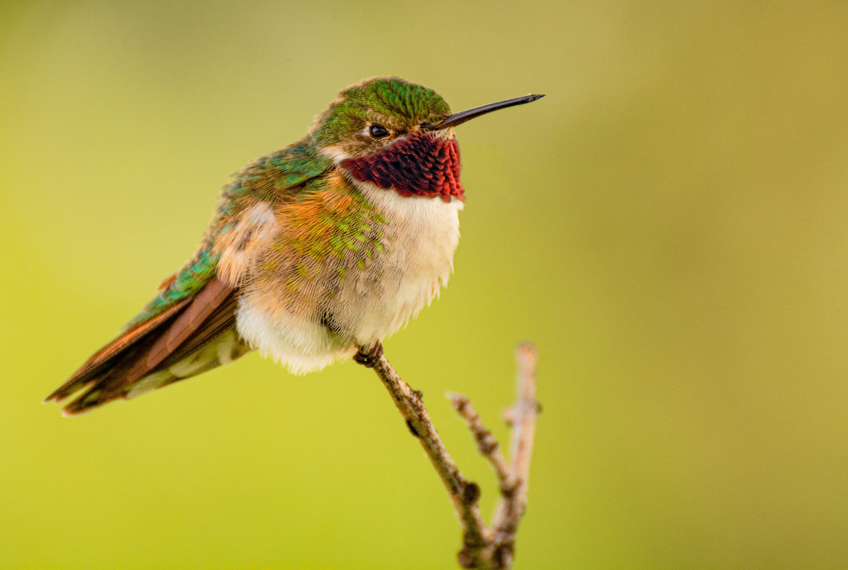 Broad-tailed hummingbird