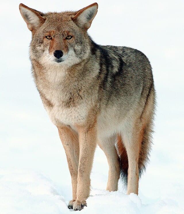 Coyote — public-domain reference photo