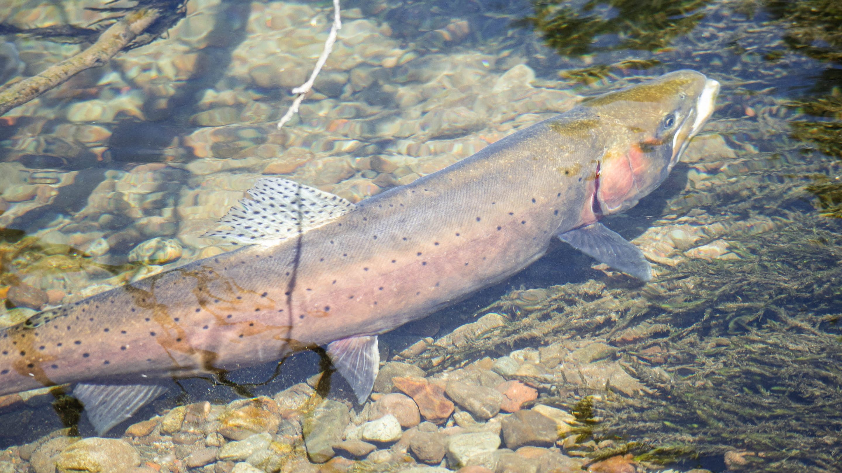 Cutthroat trout