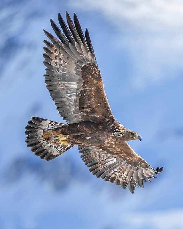 Golden eagle — public-domain reference photo