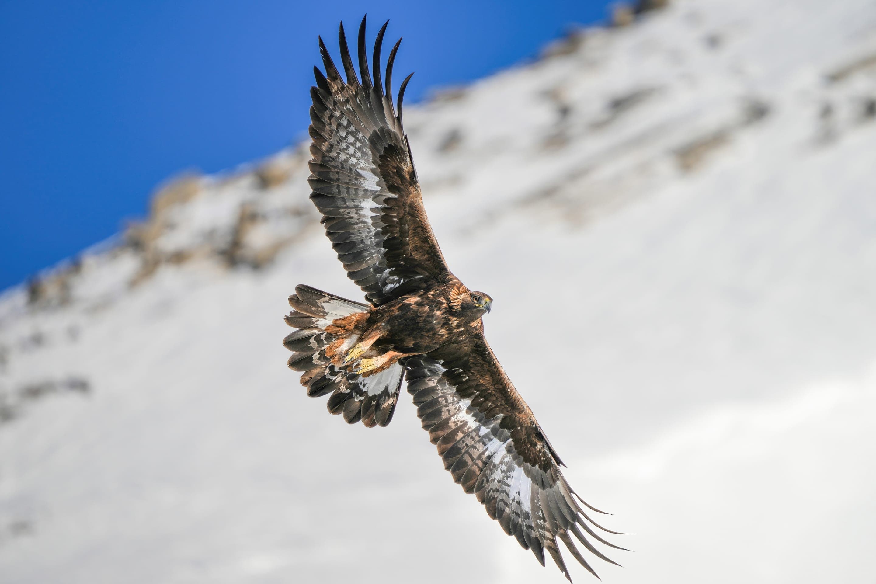 Golden eagle