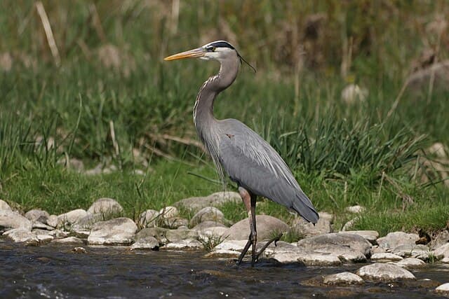 Great blue heron — public-domain reference photo