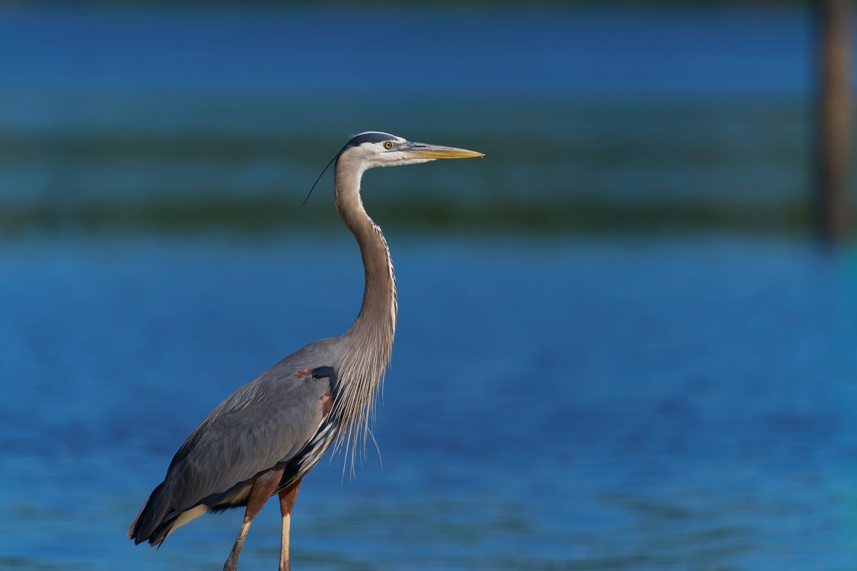 Great blue heron