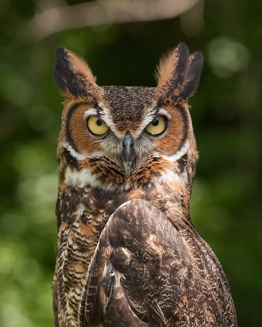 Great horned owl — public-domain reference photo