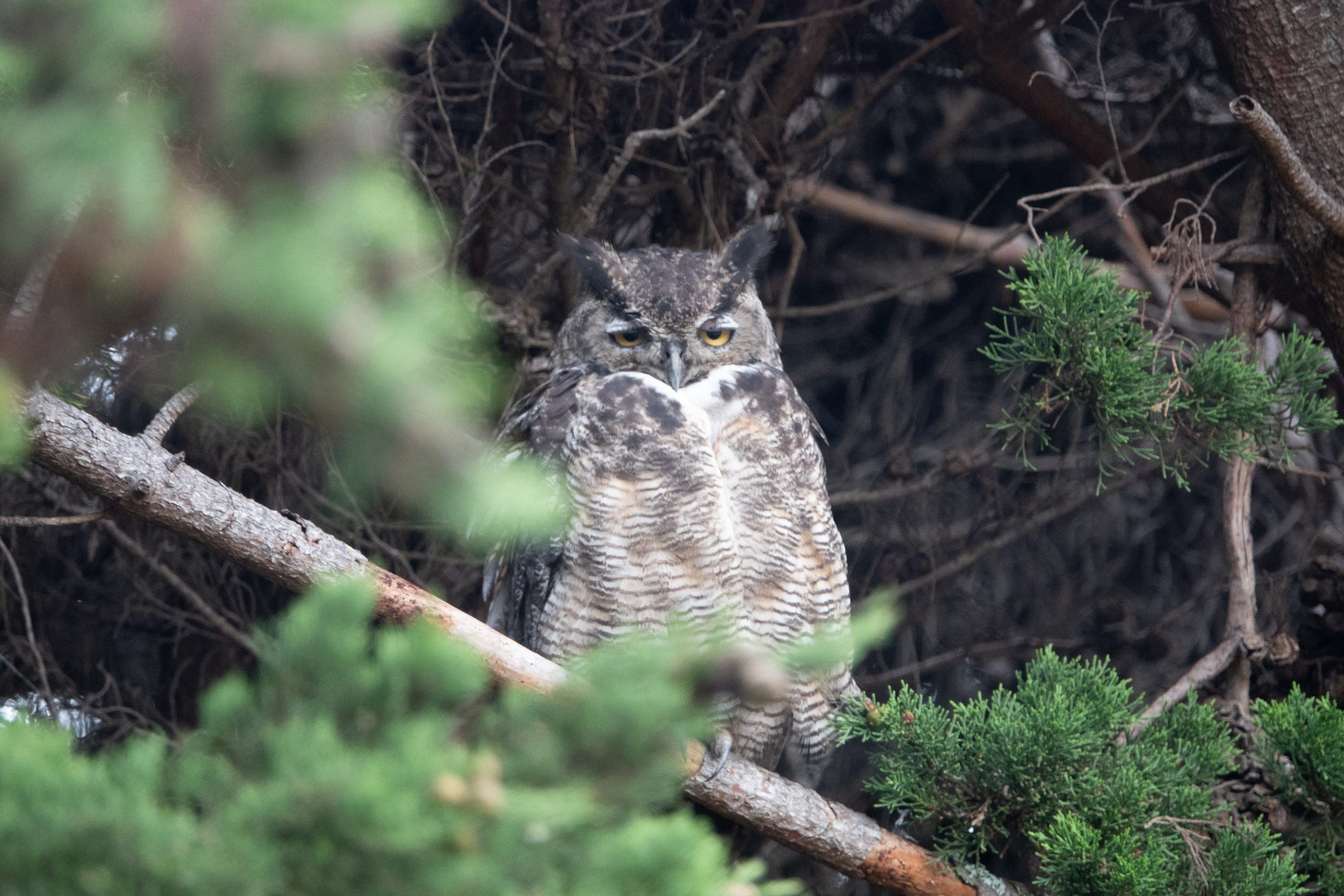 Great horned owl