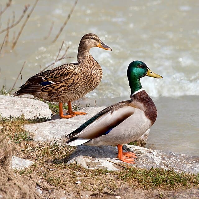 Mallard duck — public-domain reference photo