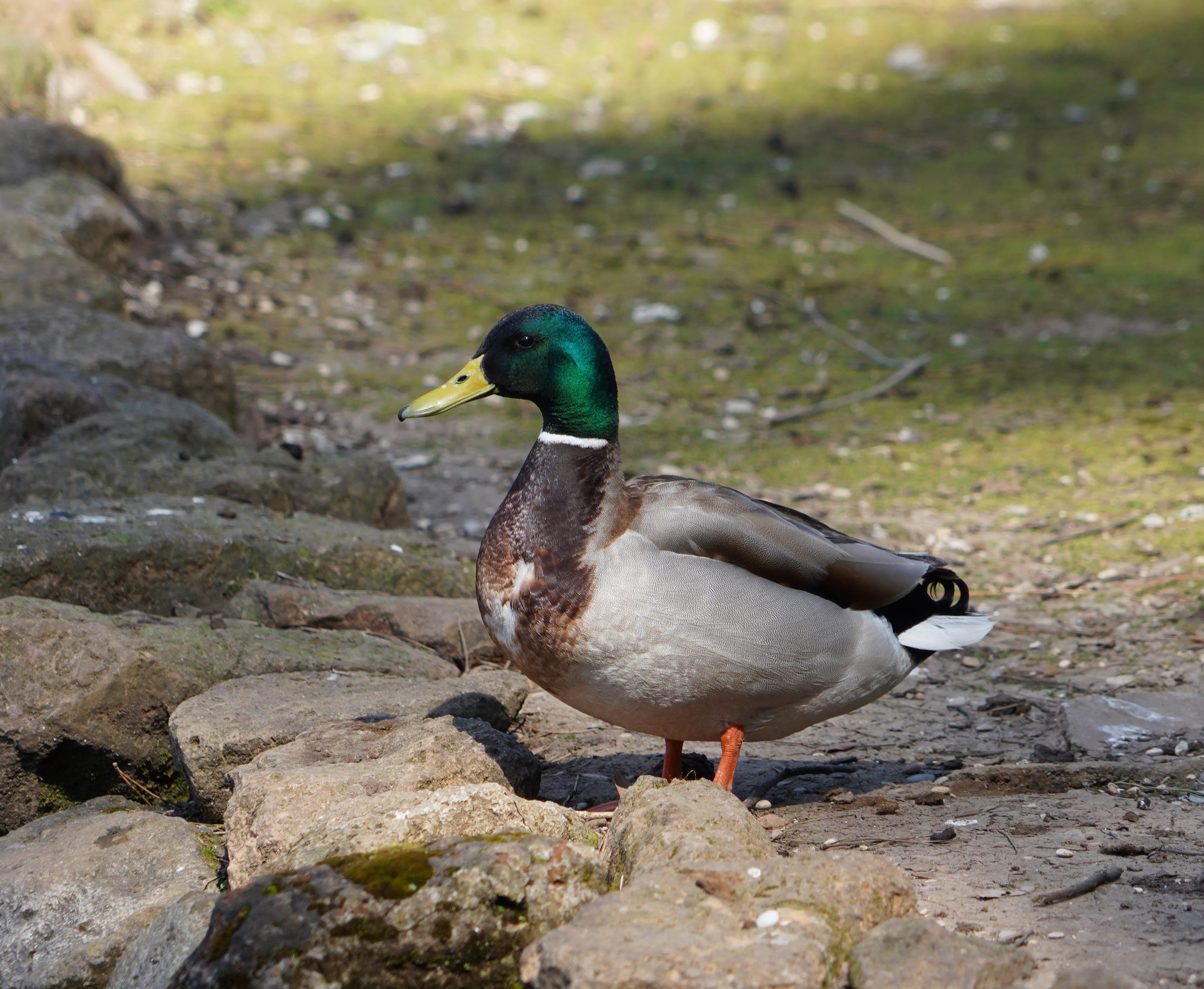 Mallard duck