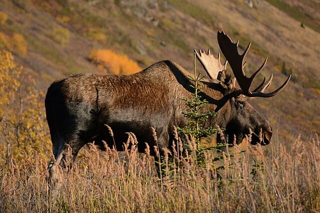 Moose — public-domain reference photo
