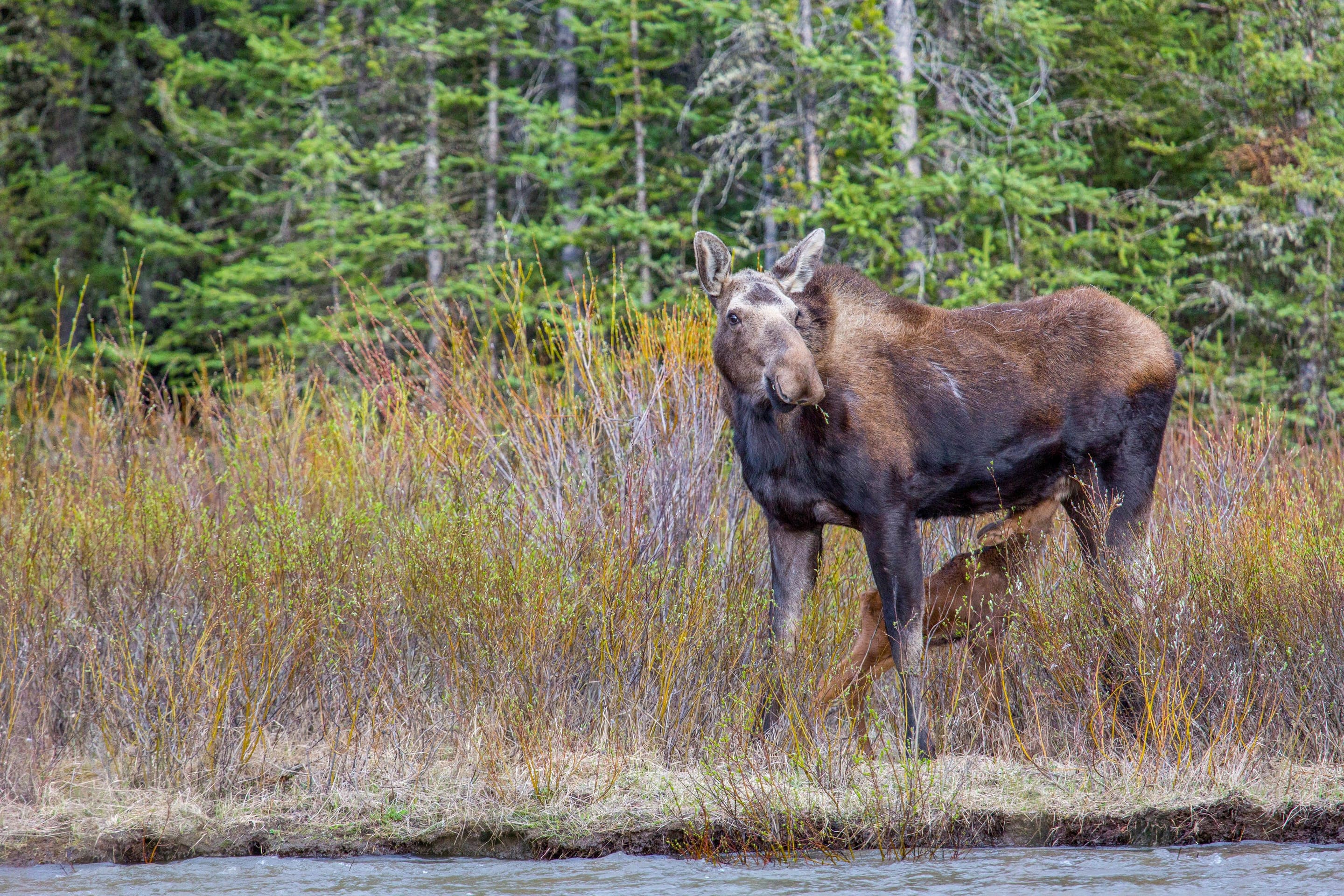 Moose