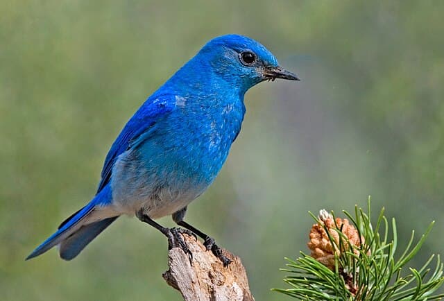 Mountain bluebird — public-domain reference photo