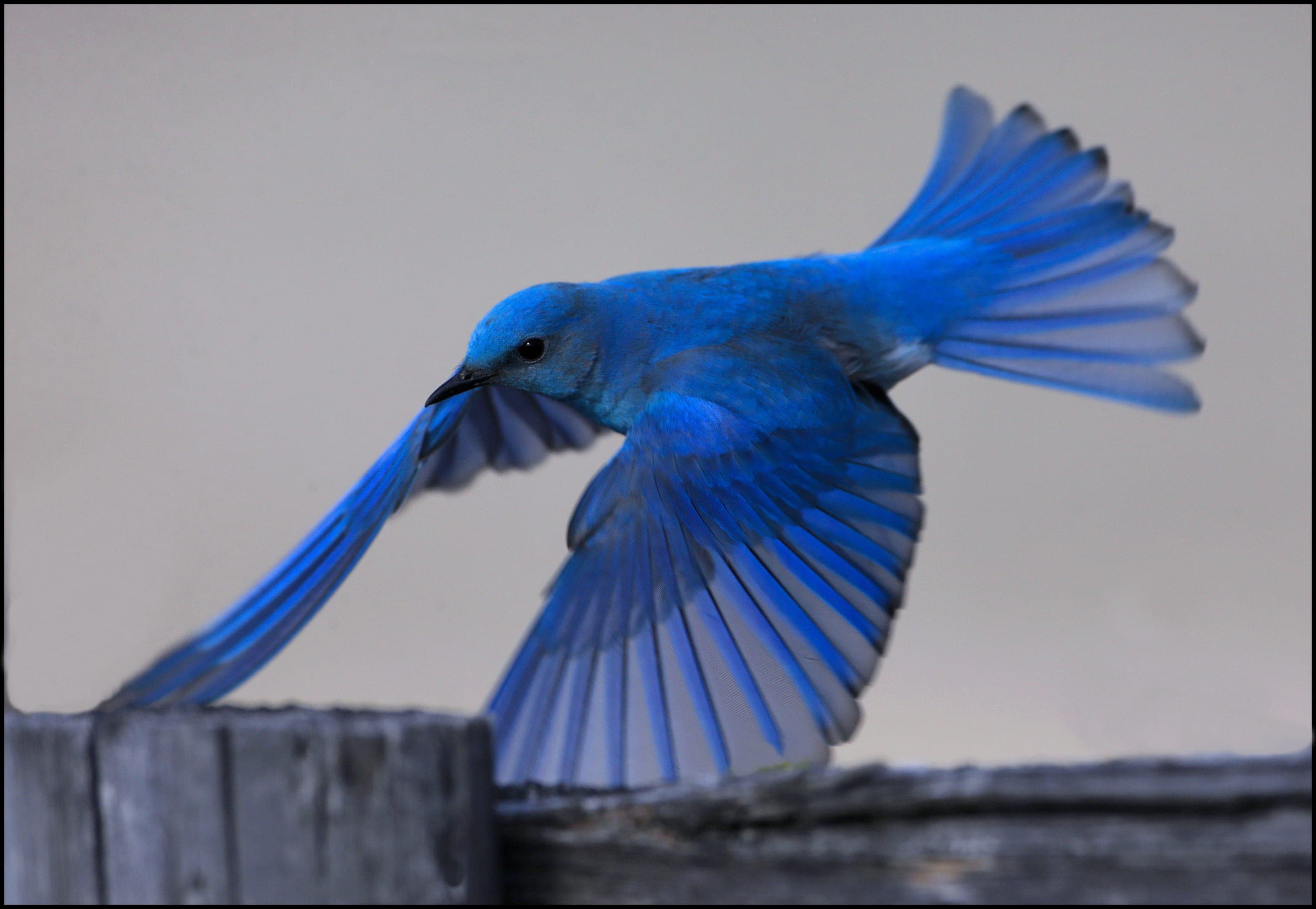 Mountain bluebird