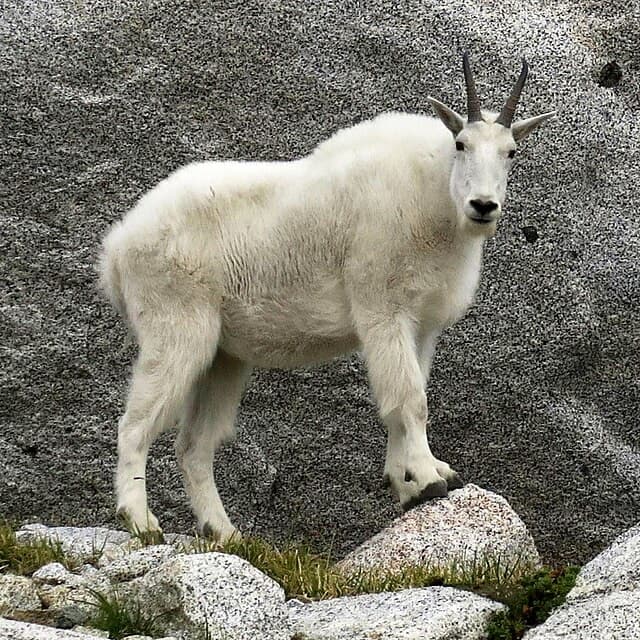 Mountain goat — public-domain reference photo