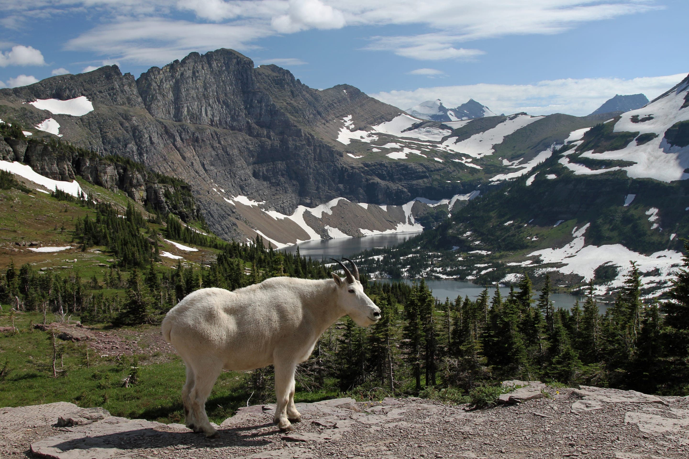 Mountain goat