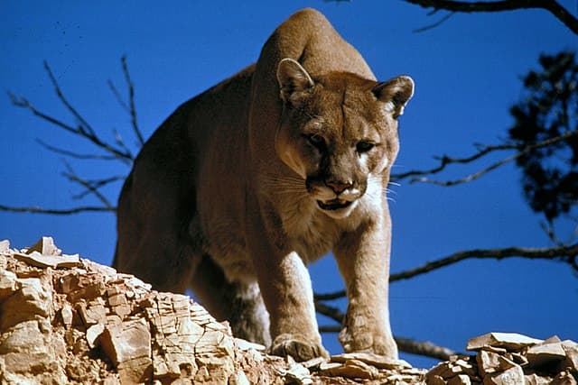 Mountain lion — public-domain reference photo