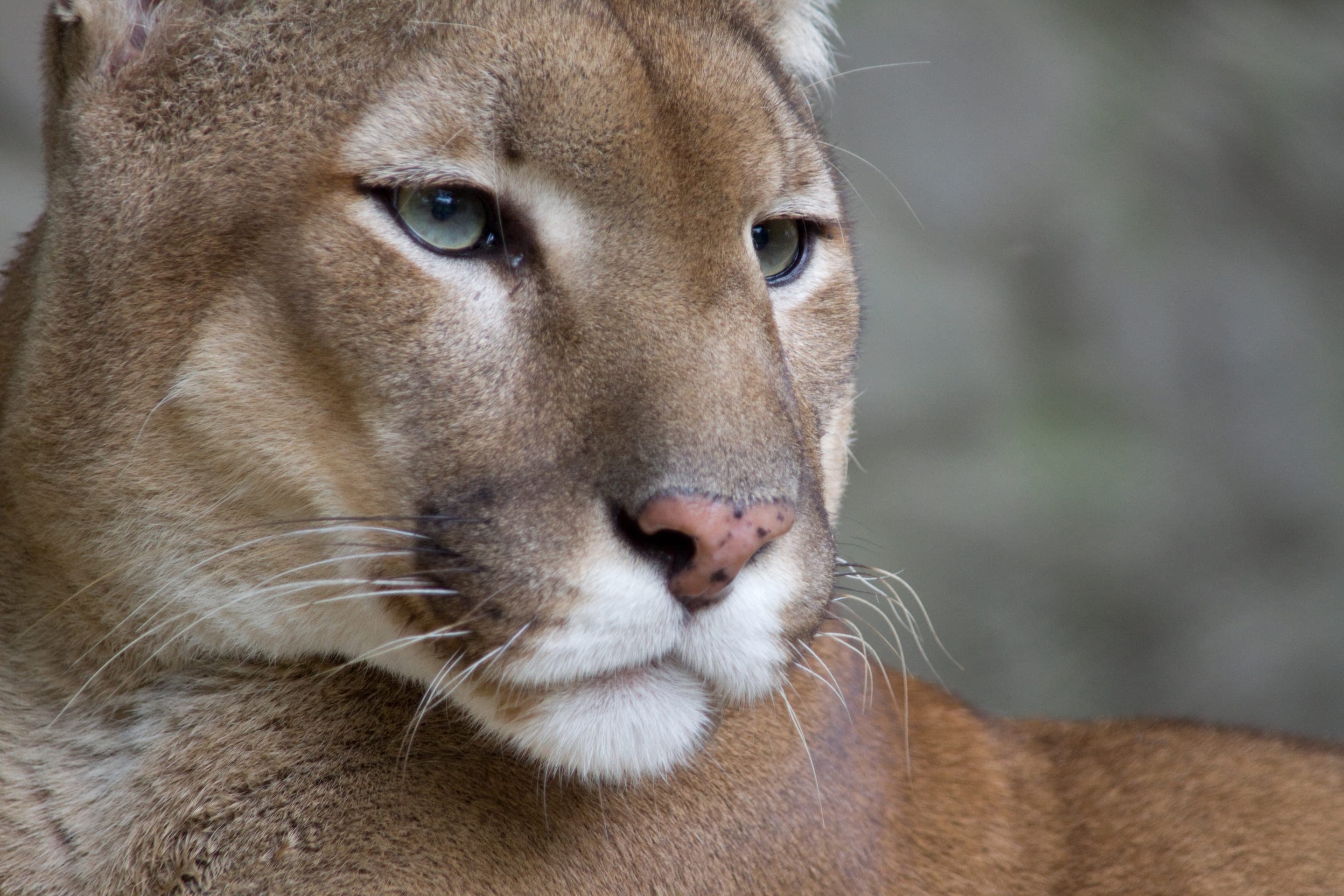 Mountain lion