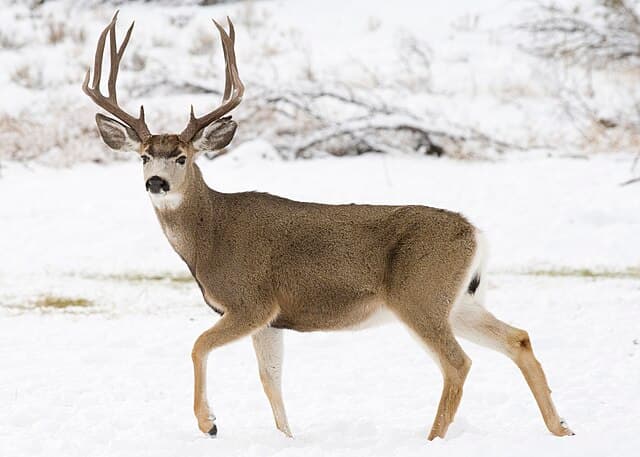 Mule deer — public-domain reference photo