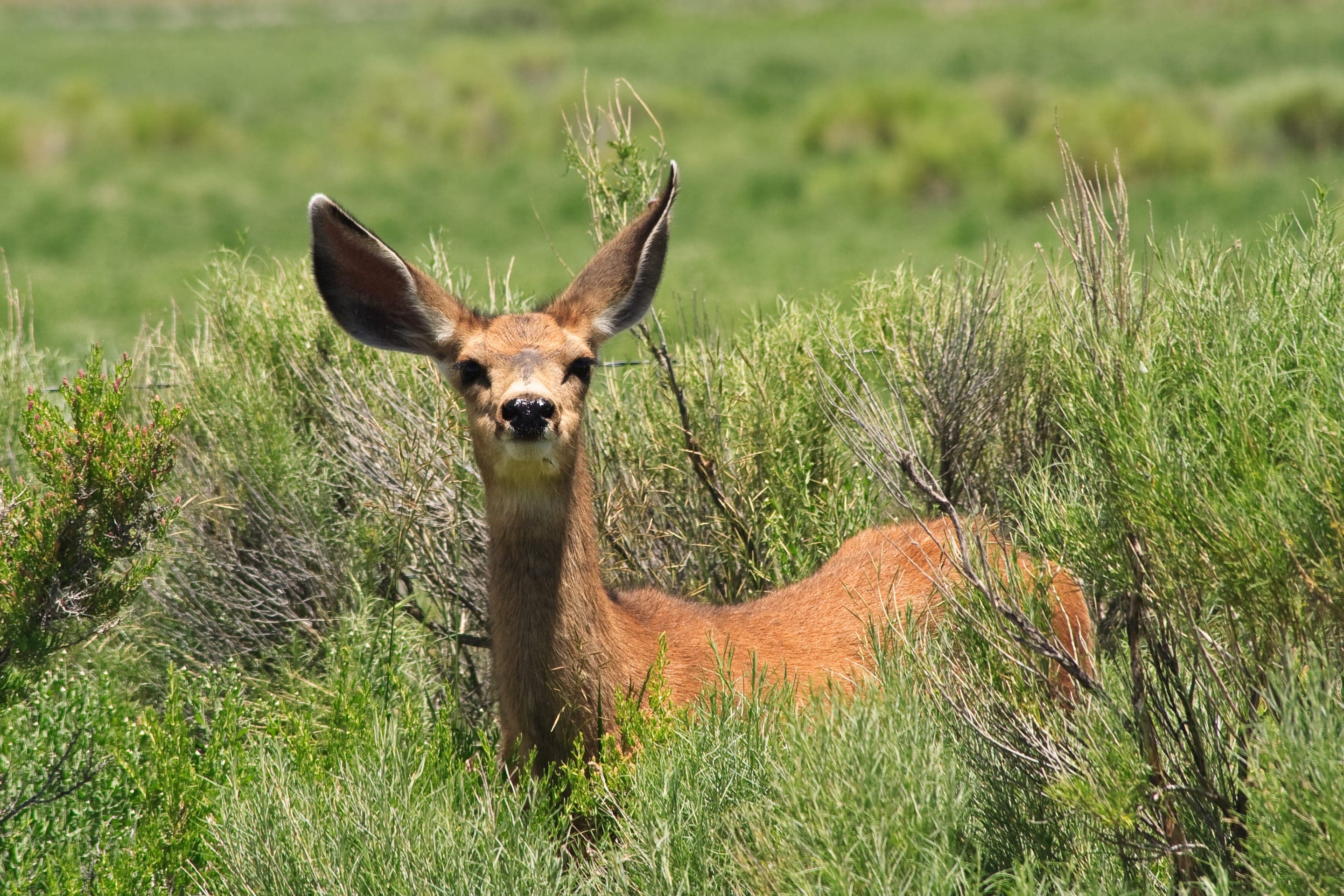 Mule deer