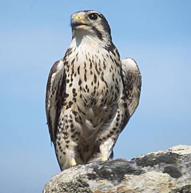 Prairie falcon — public-domain reference photo