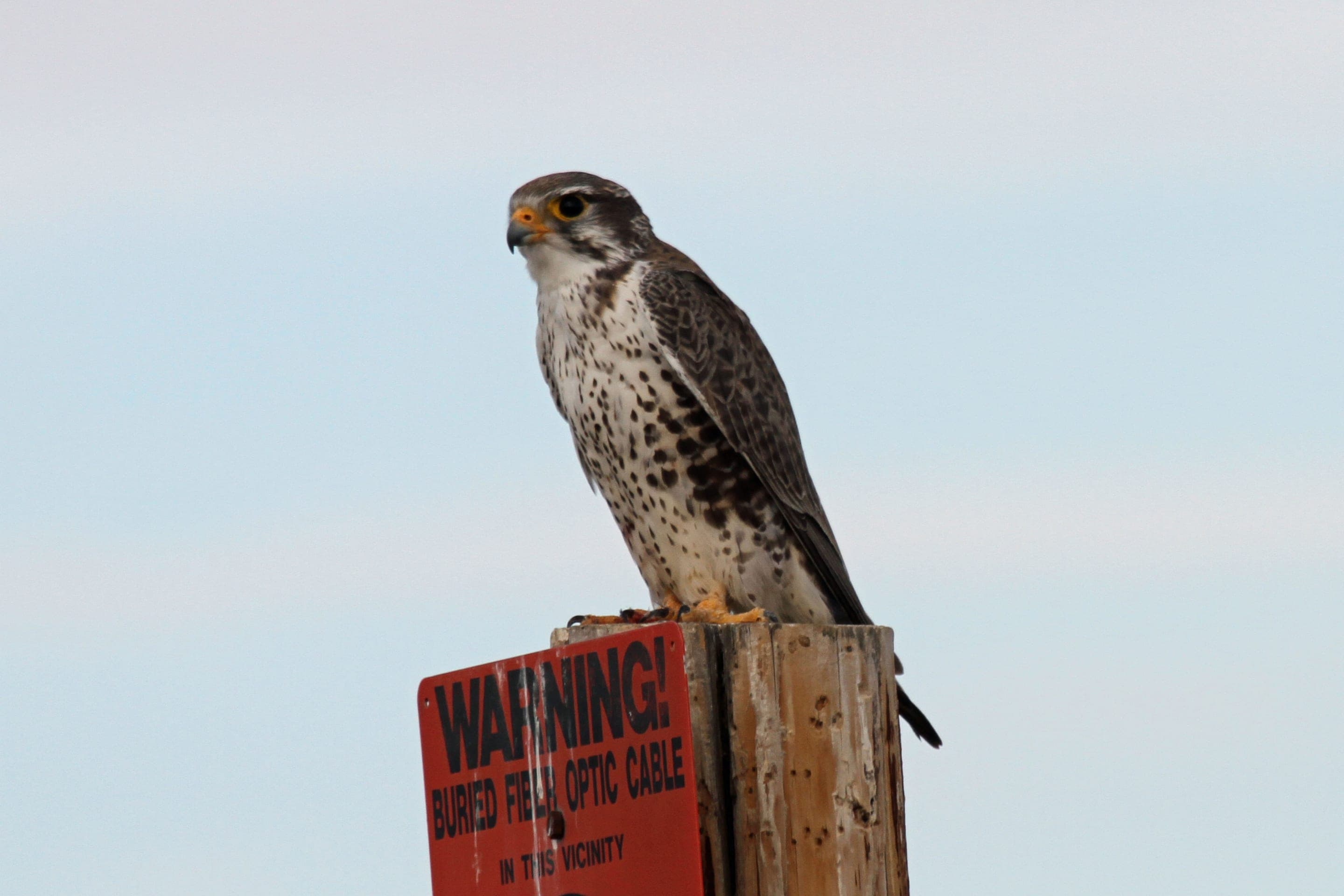Prairie falcon
