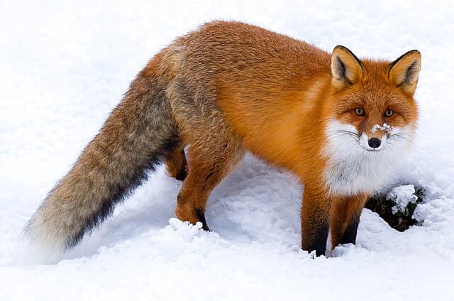Red fox — public-domain reference photo