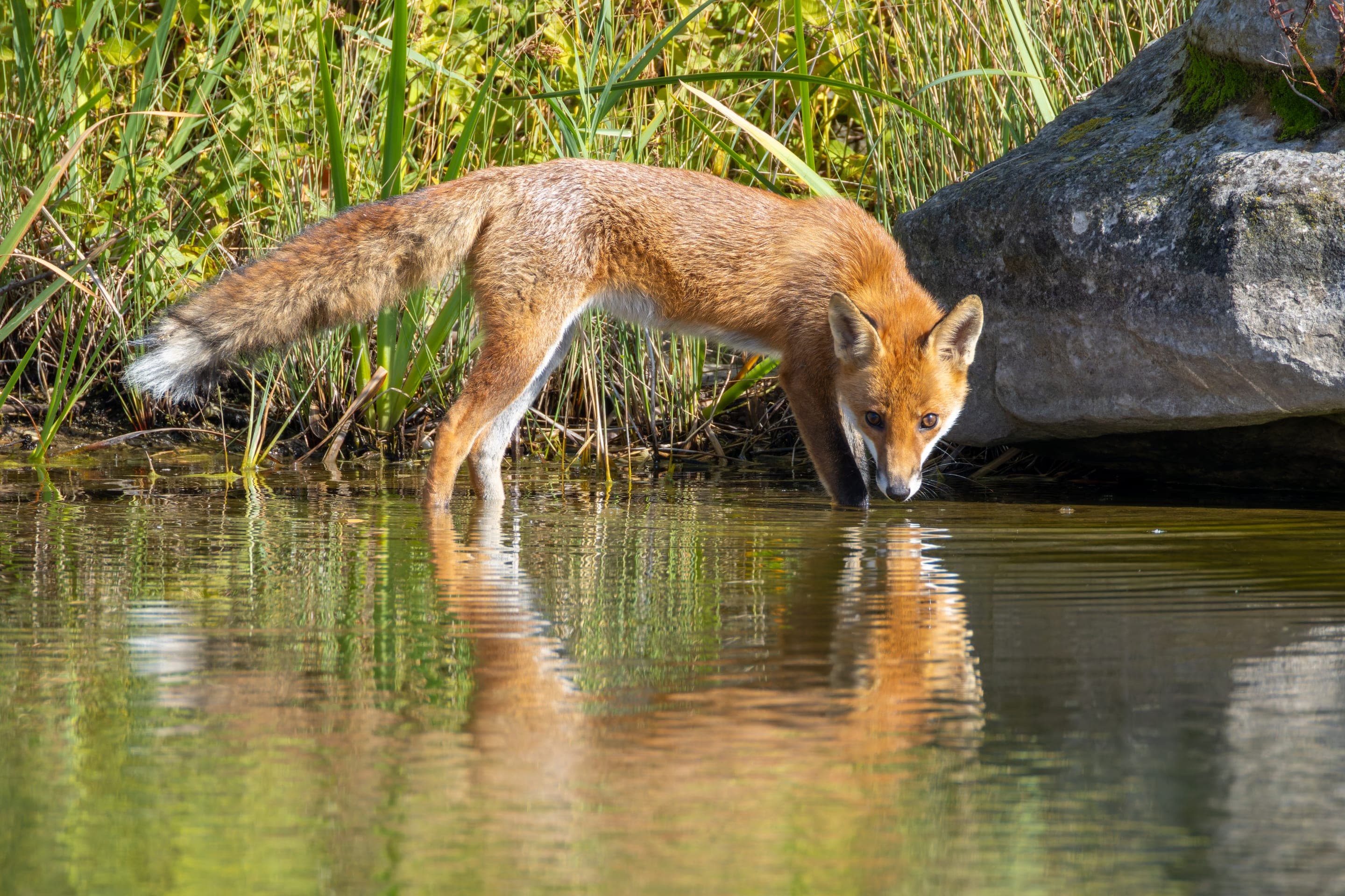 Red fox