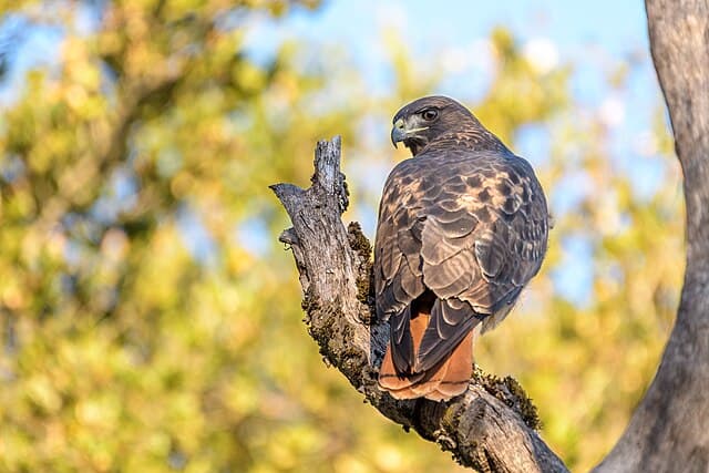 Red-tailed hawk — public-domain reference photo