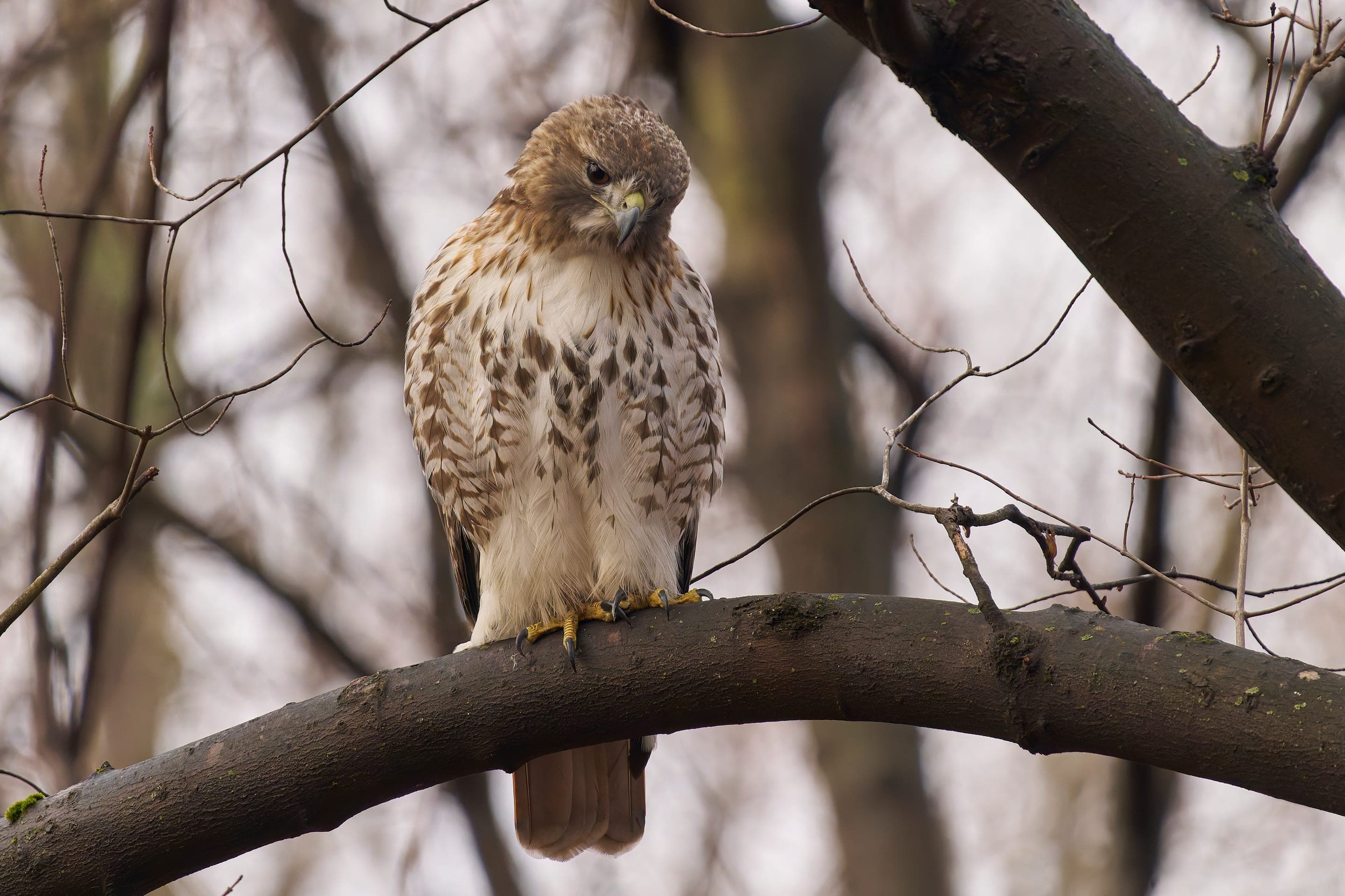 Red-tailed hawk