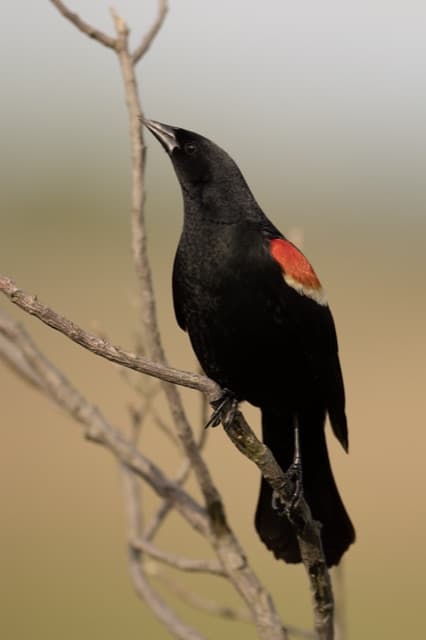 Red-winged blackbird — public-domain reference photo