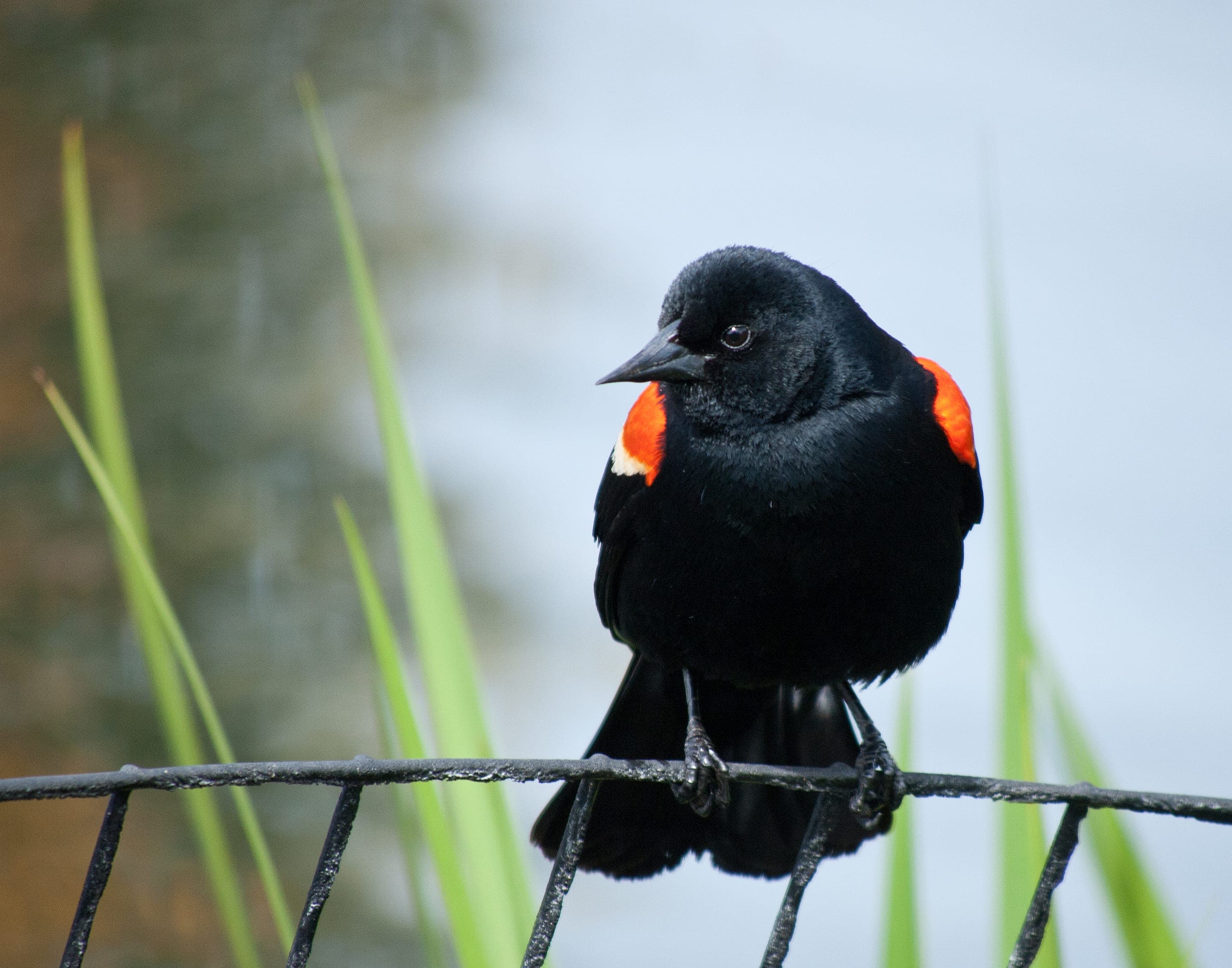 Red-winged blackbird