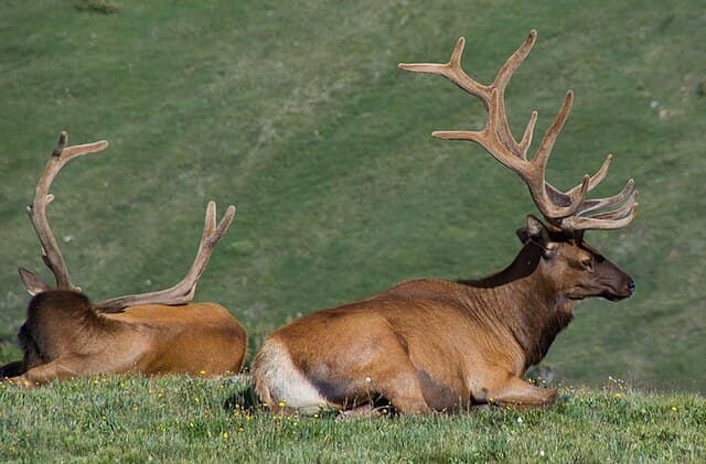 Rocky Mountain elk — public-domain reference photo