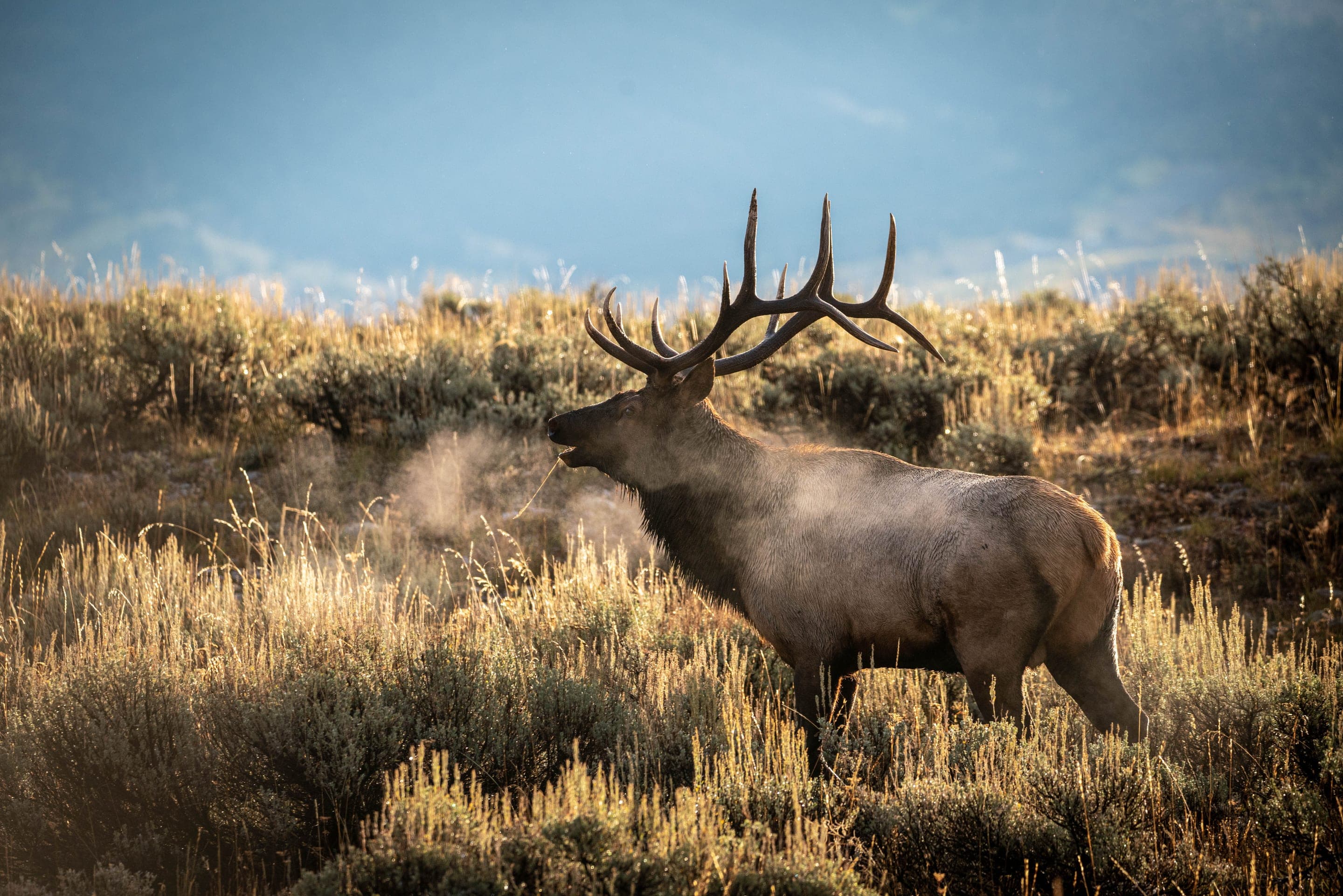 Rocky Mountain elk