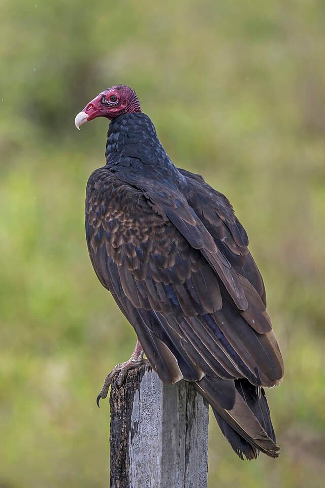 Turkey vulture — public-domain reference photo
