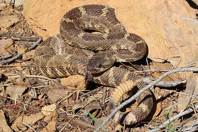 Western rattlesnake — public-domain reference photo
