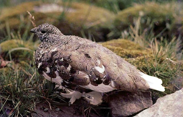 White-tailed ptarmigan — public-domain reference photo
